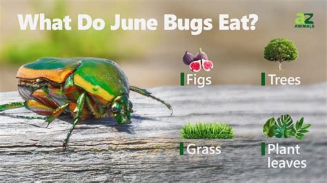 Green June Beetle Bite