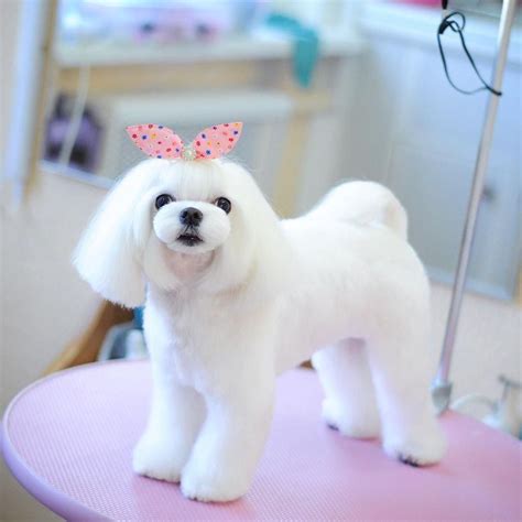 16 Funny Pictures Explaining Why People Call Maltese Terriers Trendy