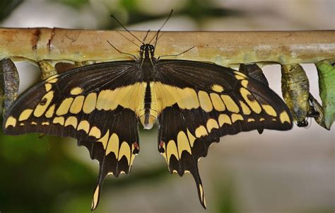 Swallowtail Larvae Swallowtail Butterfly Close Up Flower Natural