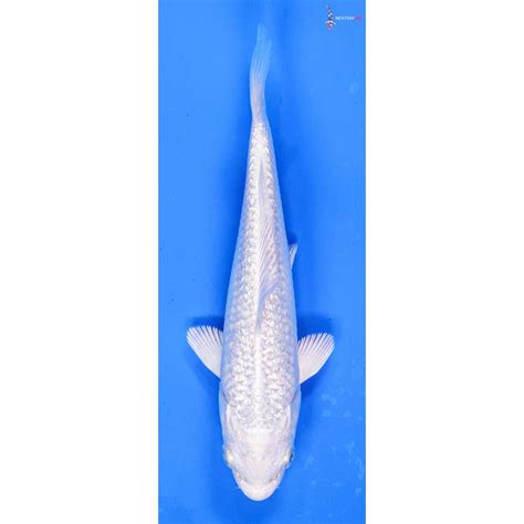 Gin Rin Platinum Ogon Koi Fish For Sale