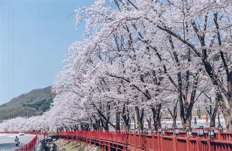 Cherry Blossom Korea 2024 Guide: Where and When To See Cherry Blossoms ...