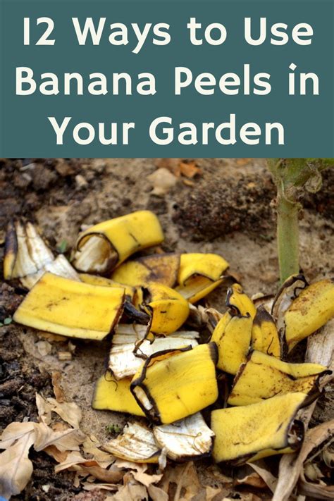 12 Ways To Use Banana Peels In Your Garden Banana Peel Banana Peel Uses Banana