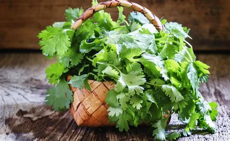 C Mo Conservar El Cilantro Beneficios Consejos Y M S