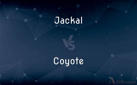 Jackal vs. Coyote — What’s the Difference?