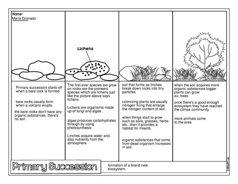 Succession Updated Worksheets Maria Granado Primary Succession Starts Off When A Bare Rock Is