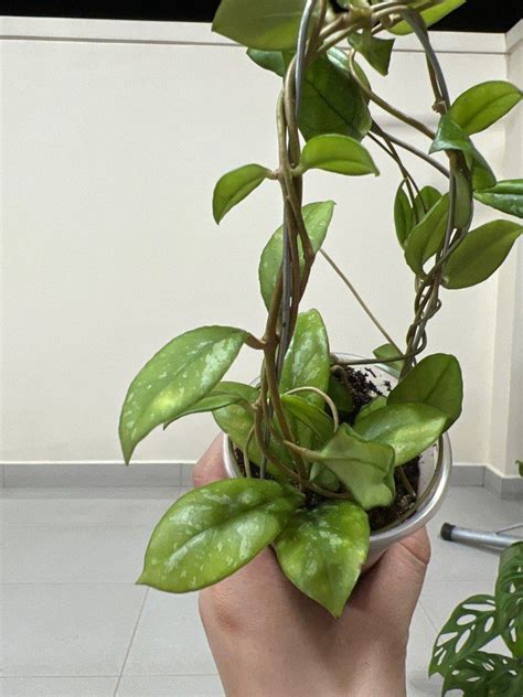 Hoya Crassipetiolata Furniture Home Living Gardening Plants