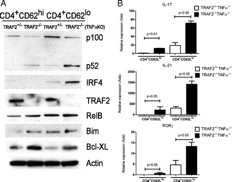 Crucial Role For Tnf Receptor Associated Factor 2 Traf2 In Regulating Nfκb2 Signaling That