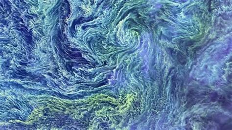 Cyanobacteria bloom - Stock Video Clip - K007/8193 - Science Photo Library