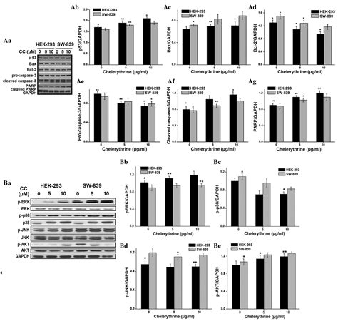 Chelerythrine Chloride Induces Apoptosis In Renal Cancer Hek And Sw