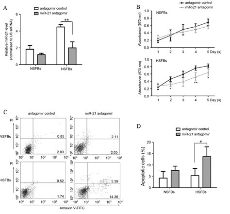 miR-21 antagomir inhibits proliferation and induces apoptosis in HSFBs ... 