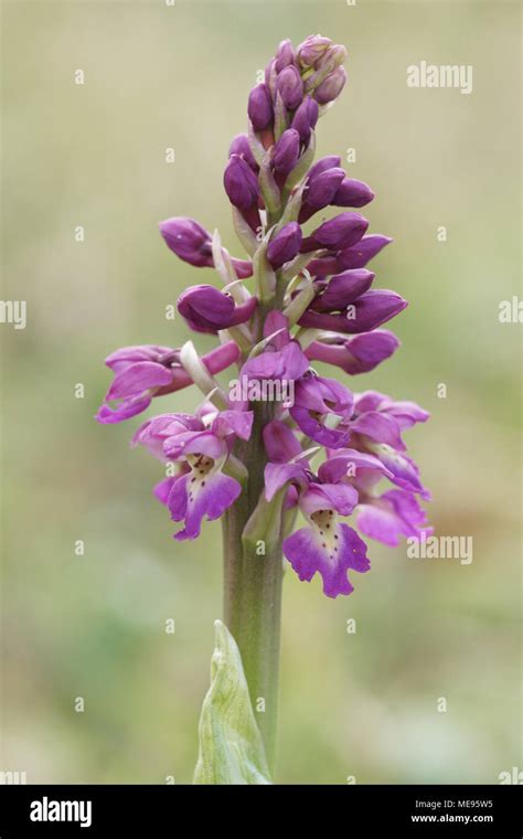 Flowering Spike Of The Early Purple Orchid Orchis Mascula Stock Photo