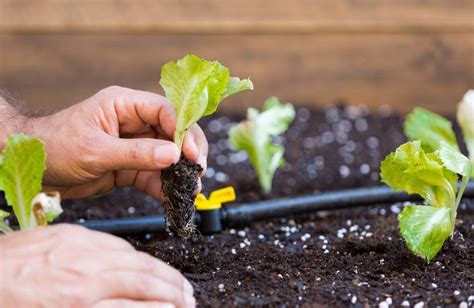 CONSEJOS PARA PLANTAR LECHUGAS Y CULTIVARLAS CON ÉXITO