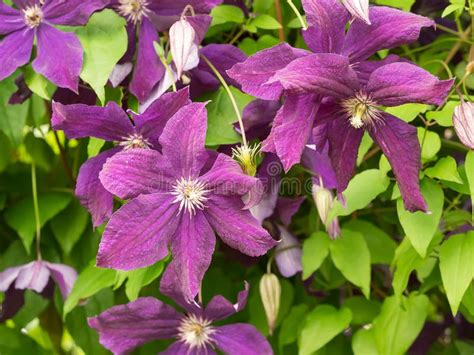 Clematis Viticella Wild Flower Stock Image Image Of Flowers