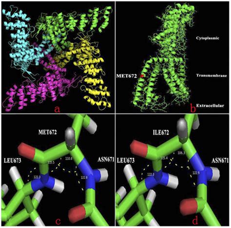 Structural Model Of The Trpv Protein Protein Homology Modeling Found