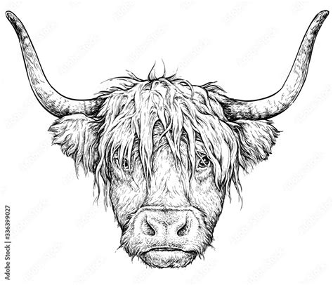 Realistic Cows Drawing