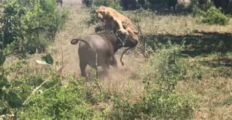 Búfalo vira leão de pernas para o ar em um parque nacional