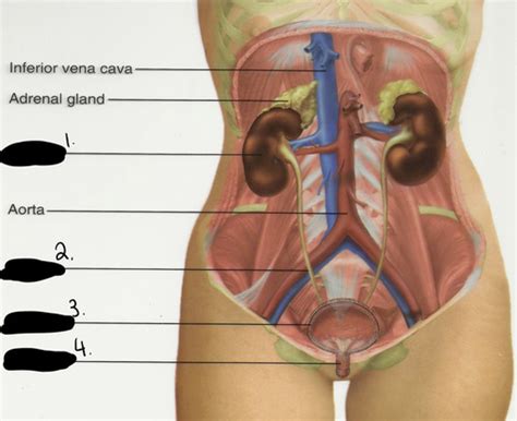 Labs 11 12 Urinary Endocrine Reproductive System Flashcards Quizlet