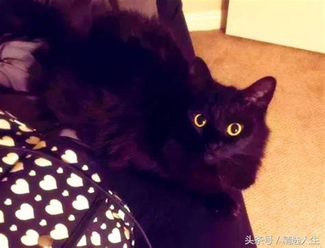 谁说小黑猫不能养，你看黑猫牙仔猫女新浪新闻