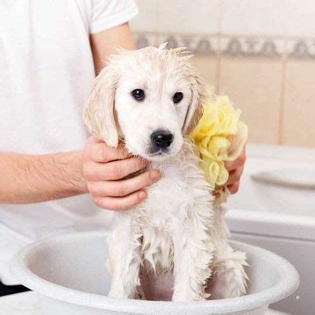 Шампунь-кондиционер для собак с белой шерстью 1 литр S'pets(отбеливает ...