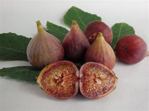 Brown Turkey Figs