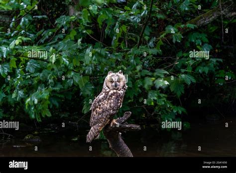 Long Eared Owl Asio Otus Also Known As Lesser Horned Owl Stock Photo