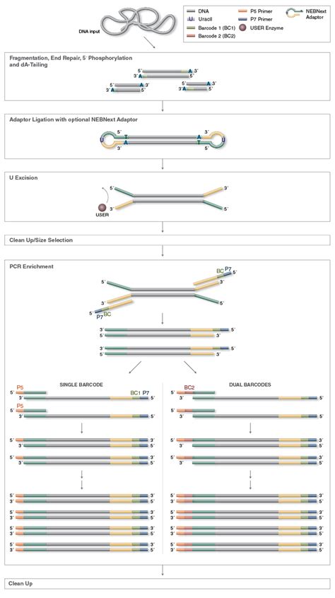 Illumina Library Preparation Neb