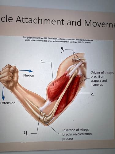 A P Ch Muscular System Gross Anatomy Flashcards Quizlet