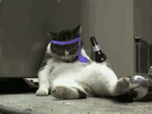 Drunk Cat Cat GIF - Drunk Cat Cat Meme - Discover & Share GIFs