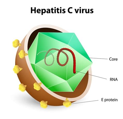 Hepatitis C Transmission