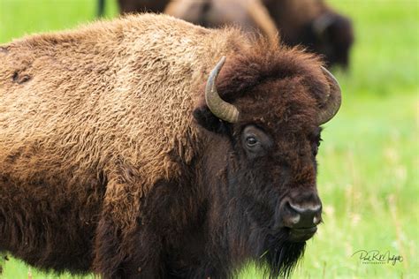 Custer State Park - Wildlife — Paul R Mudgett Photography