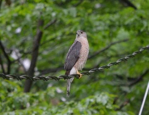 Cooper S Hawk Accipiter Cooperii Randy Lloyd Flickr