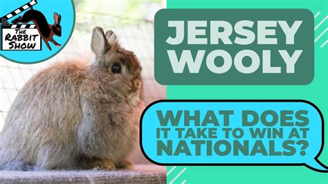 Jersey Wooly Rabbits By Piper Debruler Arba Judge Youtube