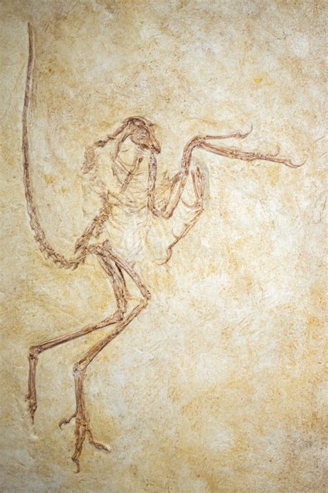 Kirov Russia Archaeopteryx Fossil In The Kirov