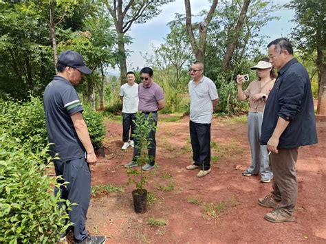 市林草局积极推进特色乡土树种保障性苗木基地建设工作 关注森林