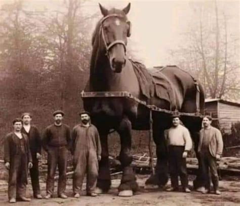 The Biggest Horse Ever Recorded In History Was Sampson Who Was From