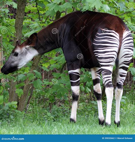 Okapi photo stock. Image du animal, safari, fond, tourné - 39032662