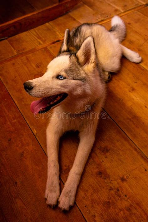 Perro Husky Tendido En El Suelo En Casa Foto De Archivo Imagen De