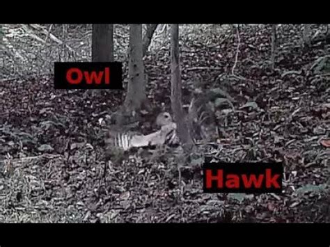 Hawk Vs Owl Who Will Win In This Battle Over Prey YouTube