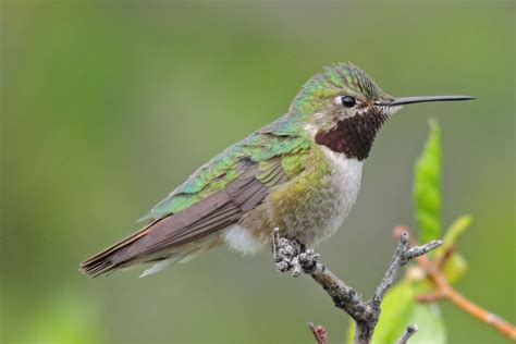 Are Hummingbirds In Colorado Yet This Is A Good Blogging Portrait Gallery