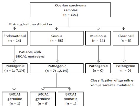 Brca12 Genetic Mutations Identified In The Study Distribution Of