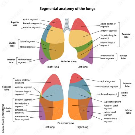 Segmental Anatomy Of The Lungs Anterior And Posterior Views Of The