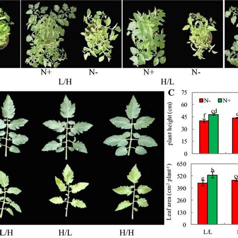 Response Of Chlorophyll Fluorescence Parameters In Various Grafting