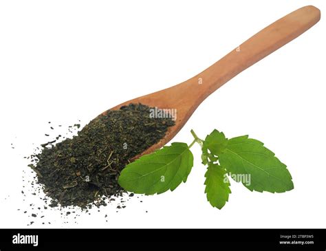 Medicinal Holy Basil Or Tulsi Leaves Fresh And Crushed Stock Photo Alamy