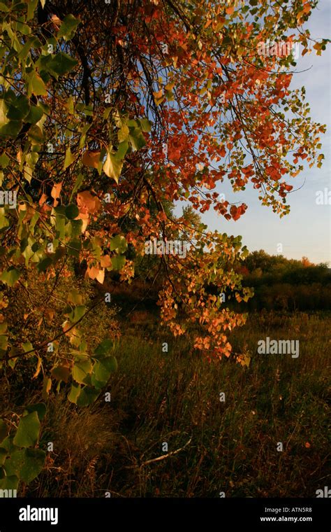 Fall Foliage, Montana Stock Photo - Alamy