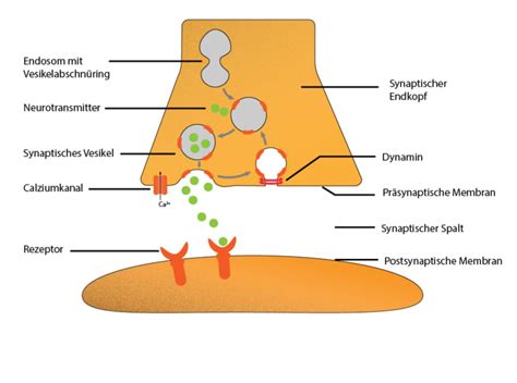 Synaptische Vesikel