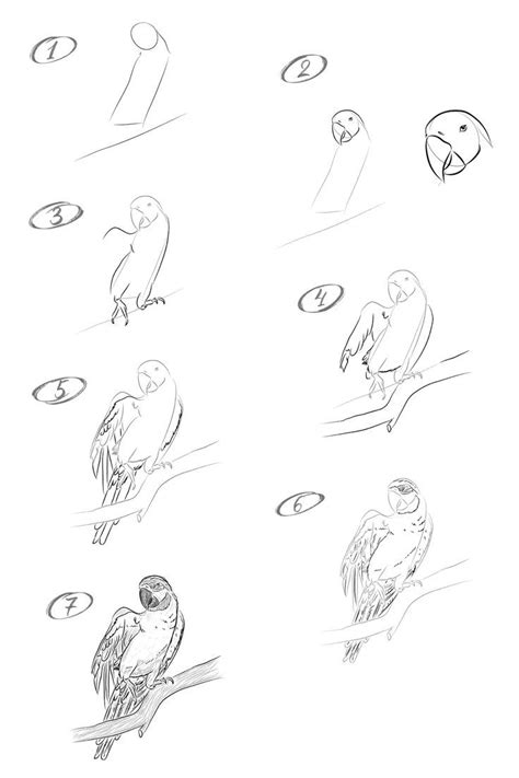 How to draw a macaw parrot step by step drawing lesson – Artofit