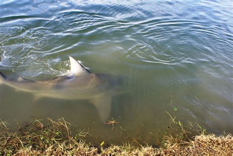 Six Bull Sharks Inadvertently Made Their Home On An Australian Golf