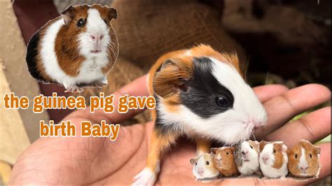 My Guinea Pig 🐰gave Birth Baby 🫣😊 Youtube