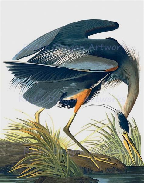 John Audubon great Blue Heron 1827 Reproduction - Etsy