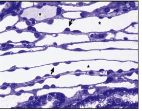 Histo Epithelium Flashcards Quizlet